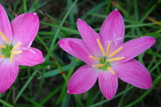 红花葱兰什么时候开花