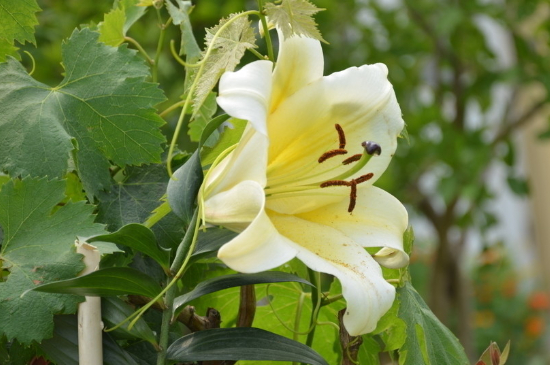 百合花朵变黄是什么情况