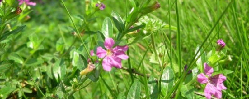 雪茄花养殖方法