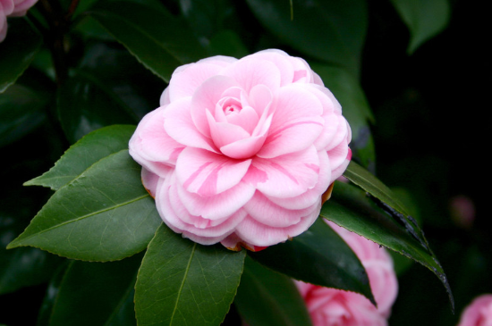 山茶花叶片黑尖怎么办