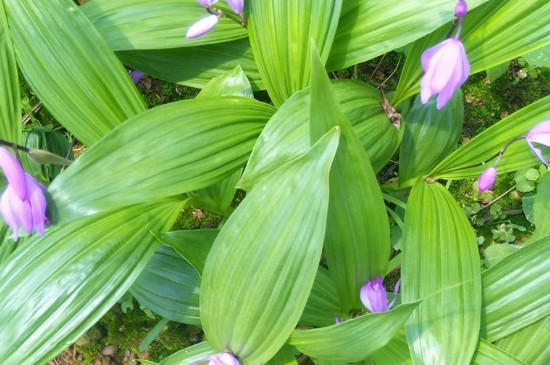 白芨怎么种植和管理