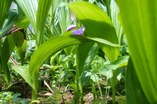 白芨怎么种植和管理