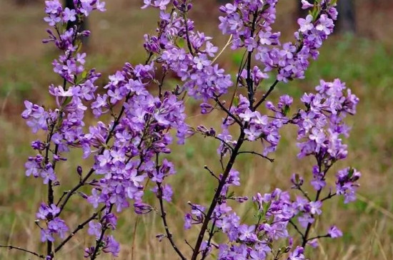 芫花怎么种植