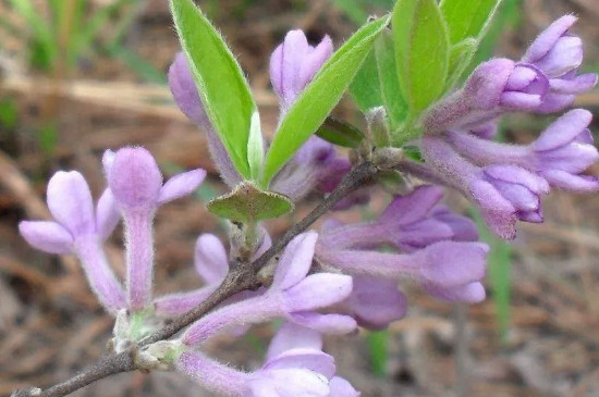 芫花怎么种植