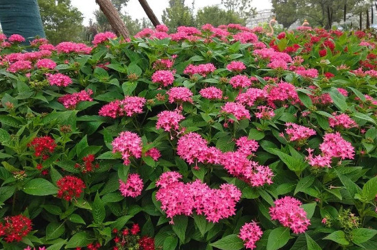 繁星花花期多久