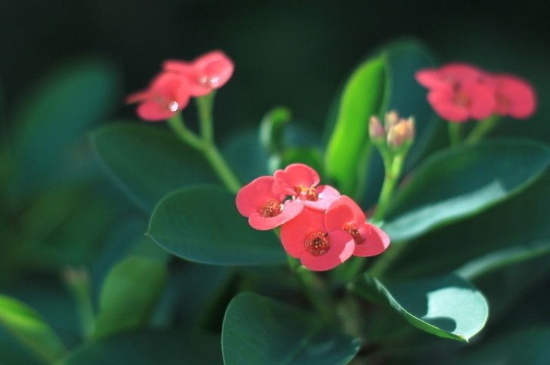 麒麟花怎么养怎么繁殖