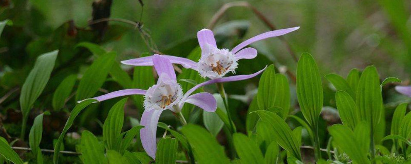 独蒜兰花种植方法