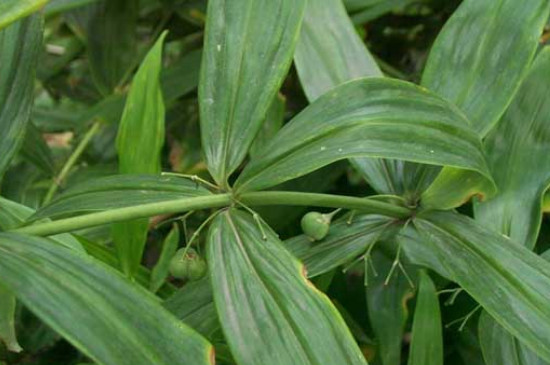 黄精种植的土壤要求和阳光要求