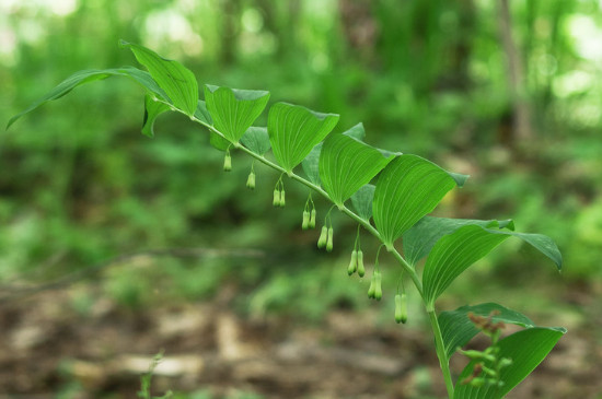 黄精种植的土壤要求和阳光要求