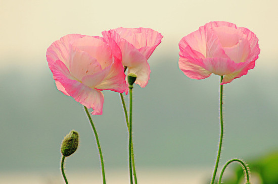 花上有腻虫用什么药