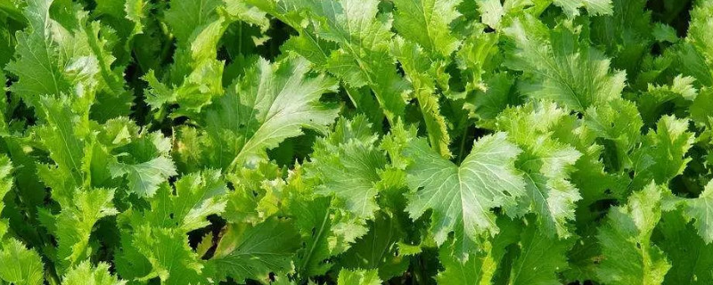 雪里红种植几天能出苗