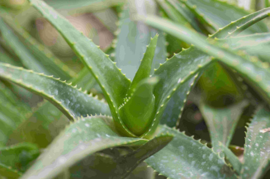 芦荟的种植方法及生长环境