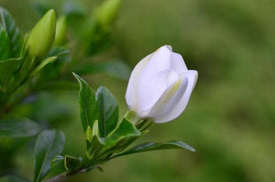 枙子花夏季怎样养护