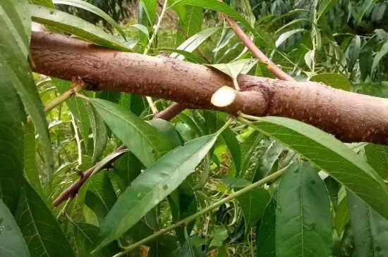 桃树秋季修剪技术时间