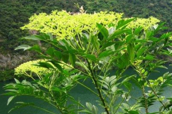 芸香的种植与养护