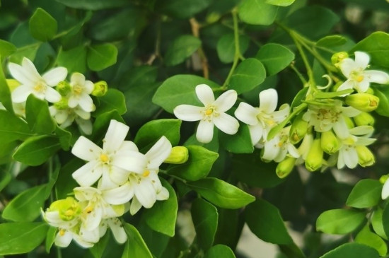 九里香花能驱蚊吗