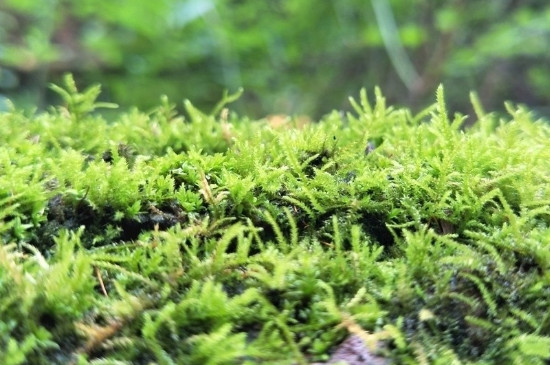 苔藓植物不能长高的原因