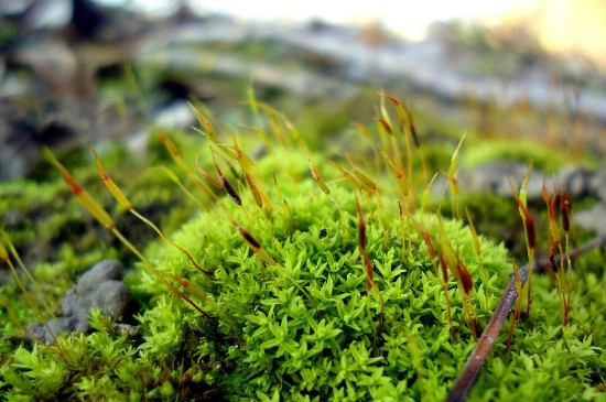 苔藓植物不能长高的原因