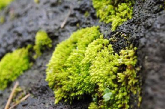 苔藓植物长不高是因为什么原因