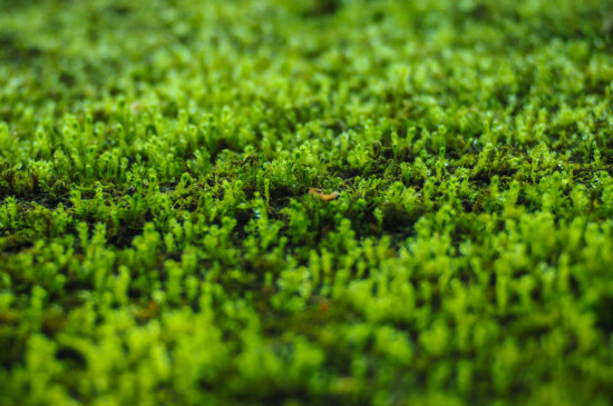 苔藓植物长不高是因为什么原因