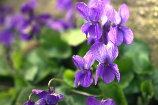 丁香花的特点和生长习性