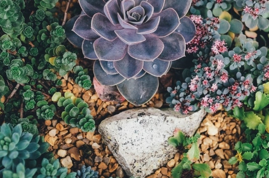 适合无孔花盆的植物