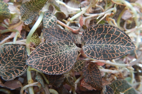 金线莲家里种植方法