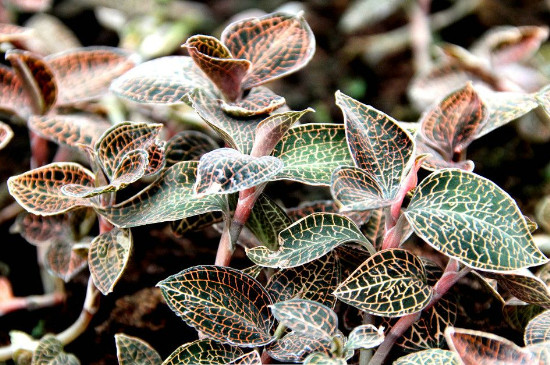 金线莲家里种植方法