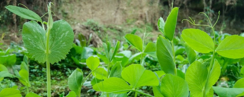 豌豆尖的种植方法和时间