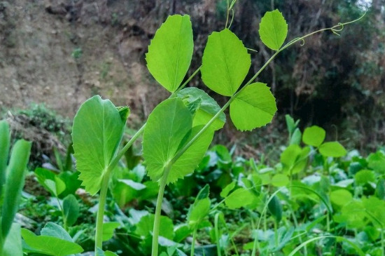 豌豆尖的种植方法和时间