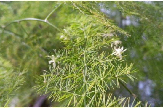 温竹花怎么养才会茂盛