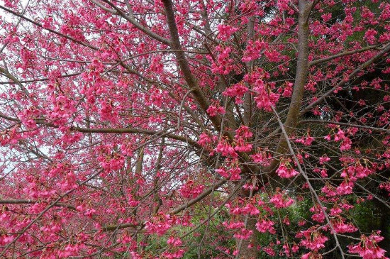 钟花樱桃的花语