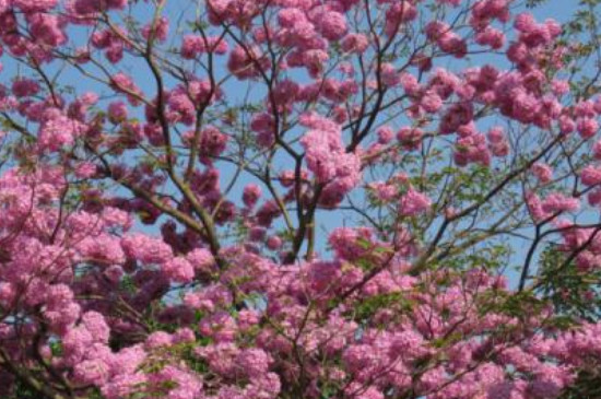 紫花风铃木的花期