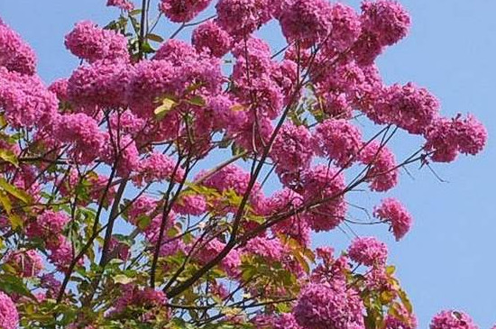 紫花风铃木的花期