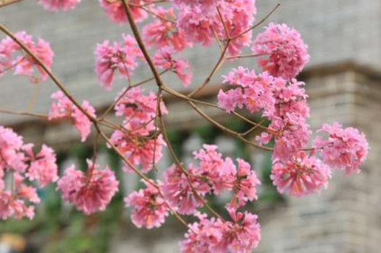 紫花风铃木叶子干了怎么治