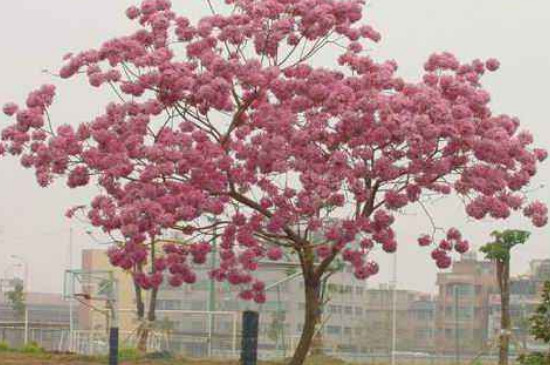 紫花风铃木叶子干了怎么治