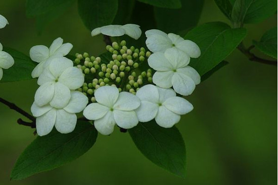 绣球荚蒾的花期