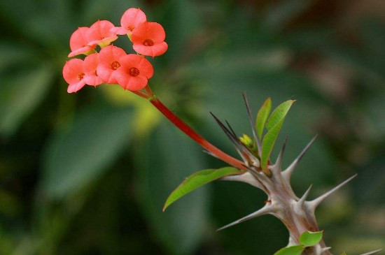 刺梅花的寓意和象征