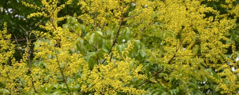 黄山栾树属于什么类别植物