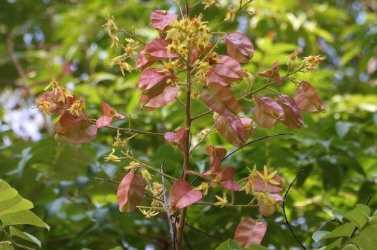 黄山栾的花期