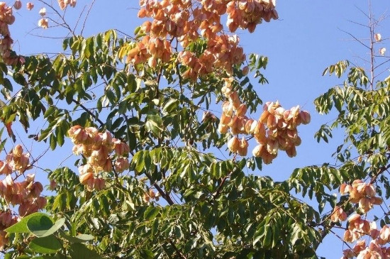 黄山栾树怎么种植