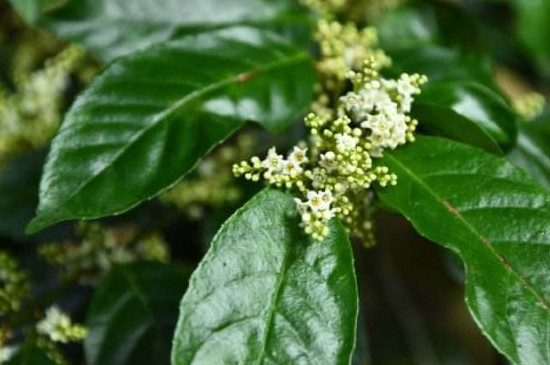 山桂花的开花季节