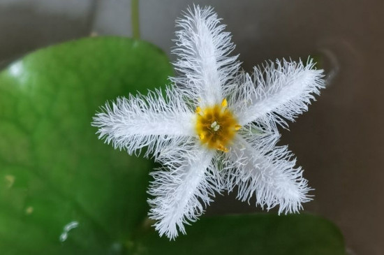 金银莲花怎么繁殖