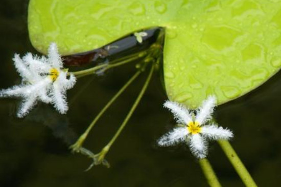 金银莲花什么时候开花