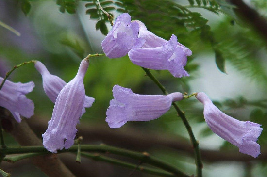 蓝花楹叶子晚上闭合吗