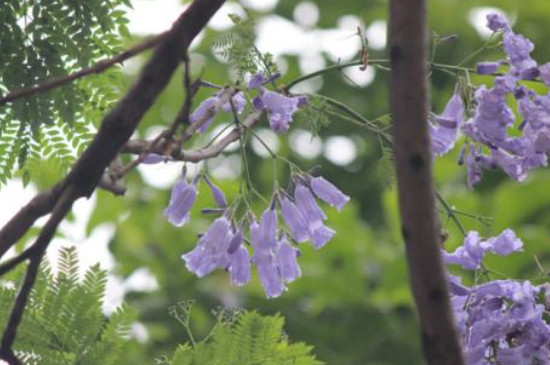 蓝花楹怎么施肥