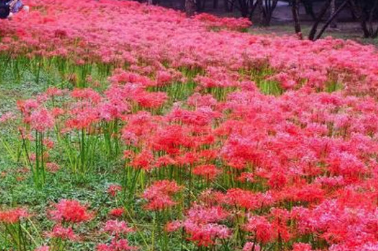 石蒜和彼岸花的区别