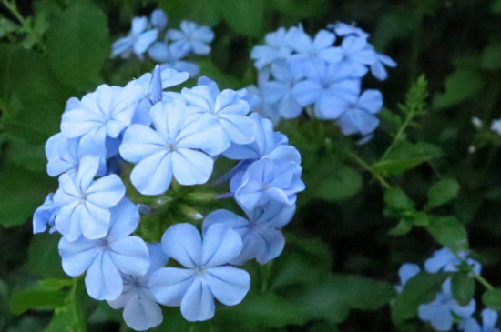 蓝花丹怎么样种植