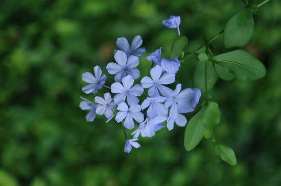 蓝花丹怎么繁殖