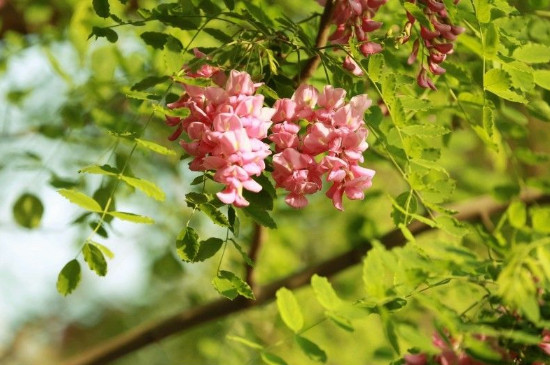 香花槐叶子发黄怎么办